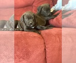 Small Photo #78 Boerboel Puppy For Sale in LAS CRUCES, NM, USA
