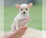 Puppy ITTY TEACUP Chihuahua