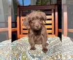 Chloe - Female Labradoodle Puppy for Sale - Photo #6