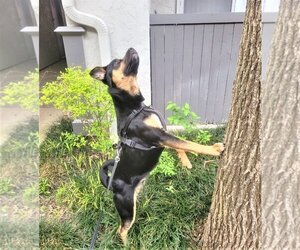 Huskies -Labrador Retriever Mix Dogs for adoption in Denton, TX, USA