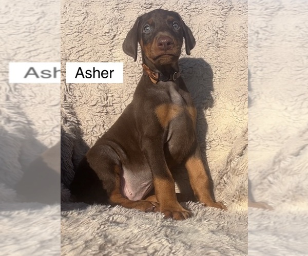 Medium Photo #1 Doberman Pinscher Puppy For Sale in POMEROY, OH, USA