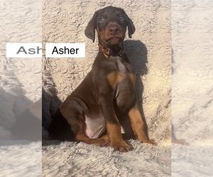 Doberman Pinscher Puppy for sale in POMEROY, OH, USA