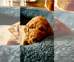 Small #5 Goldendoodle (Miniature)