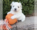 Small #1 Maltese