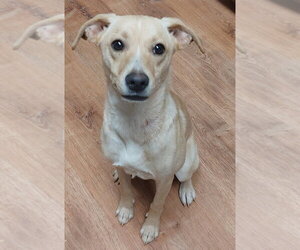 Unknown-Whippet Mix Dogs for adoption in Boston, MA, USA