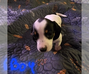 Dachshund Puppy for sale in GROVER, NC, USA