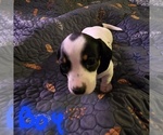 Small Dachshund