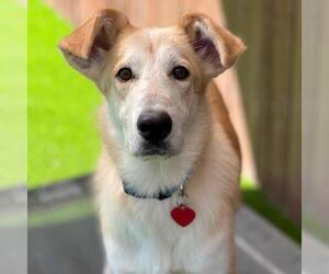 Collie-Unknown Mix Dogs for adoption in San Diego, CA, USA