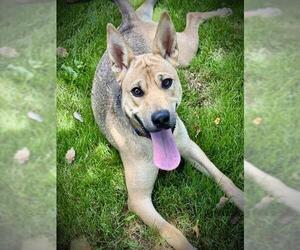 DIXIE PUP - Female Carolina Dog Dog for Adoption - Photo #2