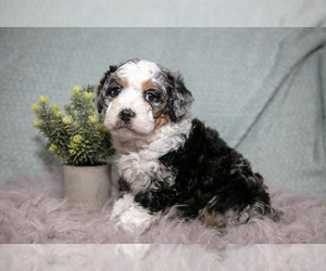 Bernedoodle (Miniature) Litter for sale in NAPPANEE, IN, USA