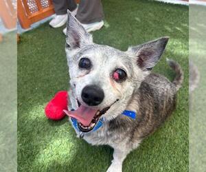 *SEBASTIAN - Male Chihuahua-Unknown Mix Dog for Adoption - Photo #3