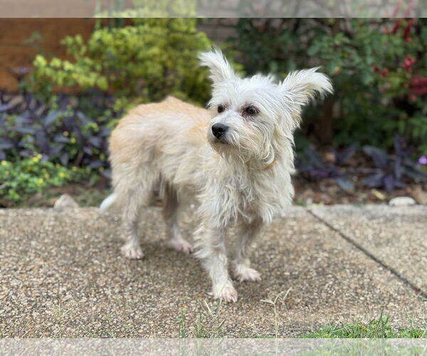 Medium Photo #1 Mutt Puppy For Sale in PIPE CREEK, TX, USA