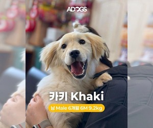 Golden Retriever-Unknown Mix Dogs for adoption in Agoura Hills, CA, USA