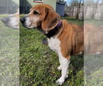 Small #13 Beagle