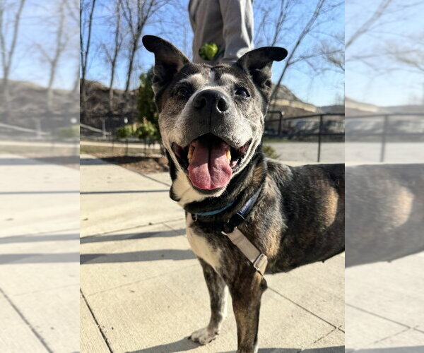 Medium Photo #10 Mutt Puppy For Sale in Elmsford, NY, USA