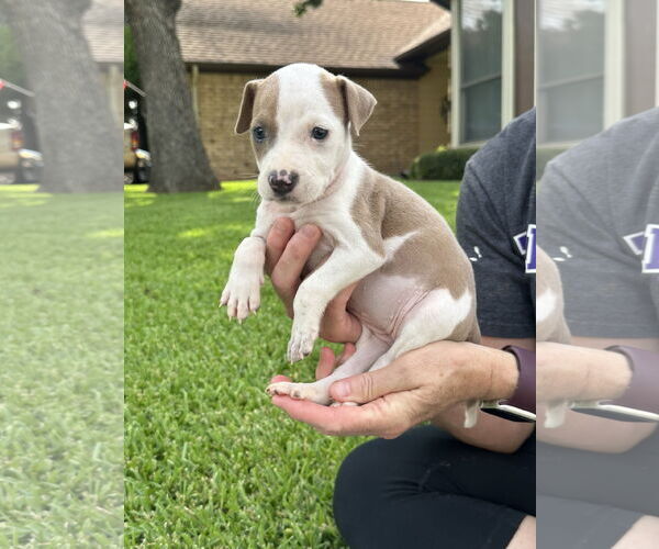 Medium Photo #2 Mutt Puppy For Sale in Euless, TX, USA