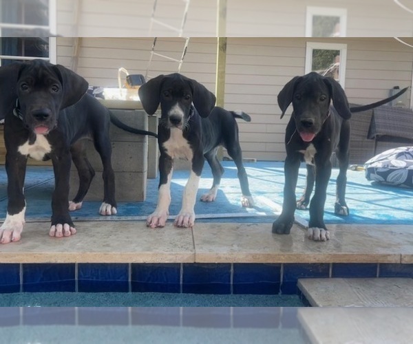 Medium Photo #3 Great Dane Puppy For Sale in WILLIS, TX, USA