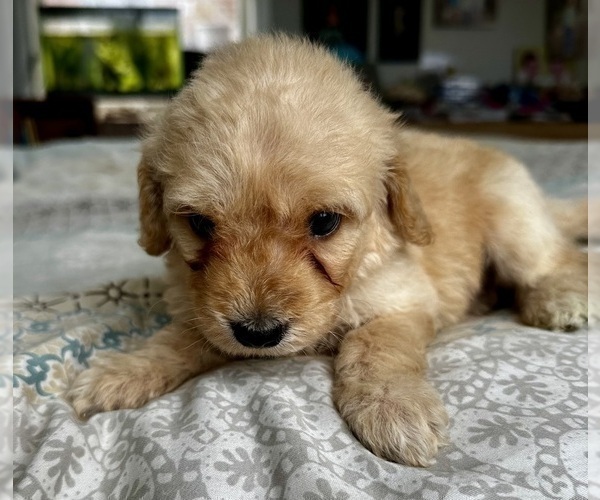 Medium Photo #17 Goldendoodle (Miniature) Puppy For Sale in PENSACOLA, FL, USA