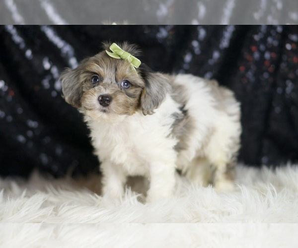 Medium Photo #4 YorkiePoo Puppy For Sale in WARSAW, IN, USA