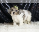 Small #3 YorkiePoo