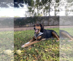 RESCUE - Male Mutt Dog for Adoption - Photo #2