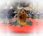 Small Photo #1 Yorkshire Terrier Puppy For Sale in DAVENPORT, FL, USA