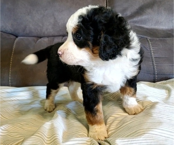 Medium Photo #32 Bernedoodle (Miniature) Puppy For Sale in LEETONIA, OH, USA