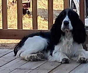 Father of the English Springer Spaniel puppies born on 06/13/2025