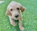 Small Photo #4 Goldendoodle Puppy For Sale in RIVERBANK, CA, USA
