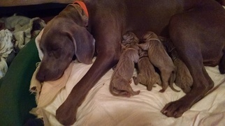 Mother of the Weimaraner puppies born on 08/29/2018