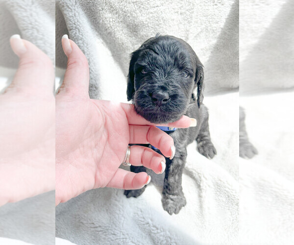 Medium Photo #5 Goldendoodle Puppy For Sale in RENO, NV, USA