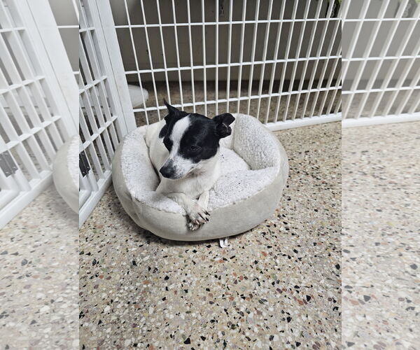 Medium Photo #1 Rat Terrier-Unknown Mix Puppy For Sale in Metairie, LA, USA