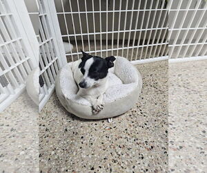 Rat Terrier-Unknown Mix Dogs for adoption in Metairie, LA, USA