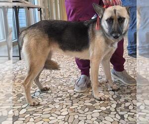 German Shepherd Dog Dogs for adoption in Houston, TX, USA