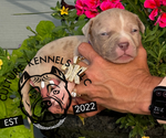 Puppy Purple Collar American Bully