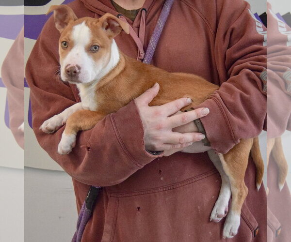 Medium Photo #10 American Staffordshire Terrier-Boxer Mix Puppy For Sale in Huntley, IL, USA