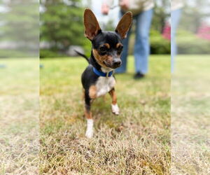 Chihuahua Dogs for adoption in Arlington, WA, USA