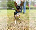 Small Chihuahua