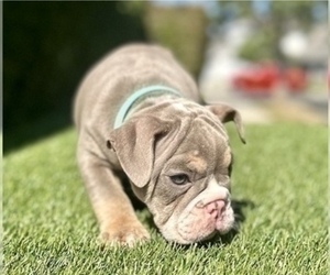 English Bulldog Puppy for sale in WASHINGTON, DC, USA