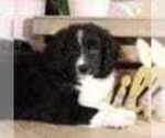 Small Photo #2 Aussie-Poo Puppy For Sale in MOUNT VERNON, OH, USA