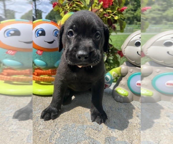 Medium Photo #3 Labrador Retriever Puppy For Sale in NEOLA, WV, USA