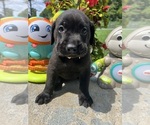 Small #2 Labrador Retriever