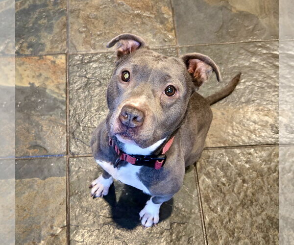 Medium Photo #22 Mutt Puppy For Sale in Mount Laurel, NJ, USA