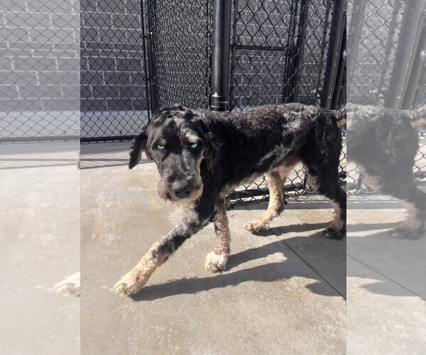 Medium Photo #14 Bernedoodle Puppy For Sale in Valrico, FL, USA