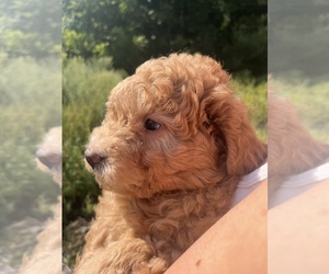 Goldendoodle (Miniature) Puppy for sale in EASTON, MA, USA