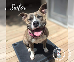 Small American Staffordshire Terrier