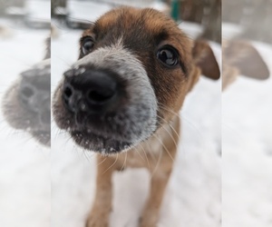 Australian Cattle Dog-Border Collie Mix Puppy for sale in FOND DU LAC, WI, USA