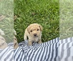 Small Photo #24 Bichpoo Puppy For Sale in NORTH PORT, FL, USA