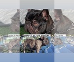Small Photo #8 French Bulldog Puppy For Sale in LA MIRADA, CA, USA