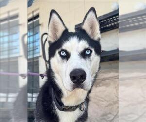 Siberian Husky Dogs for adoption in Woodland, CA, USA